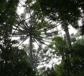 Bosque Capão da Imbuia/Museu de História Natural photo 2