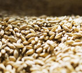 Chopp - Ralf Beer photo 1