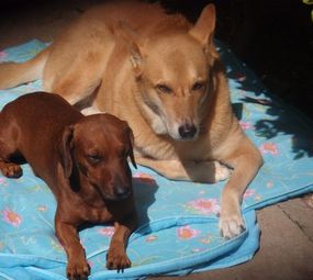 Pet Creche É o Bixo photo 1