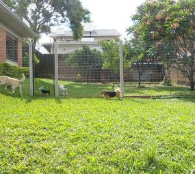 Bicho Livre Clínica Veterinária photo 2