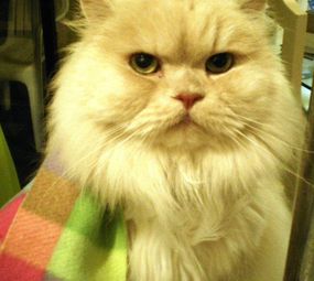 Laçarotes da Nessa - Laços e Acessórios para Pet Shop photo 1