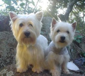 Canil Bel Vedere photo 1