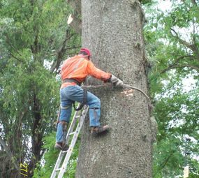  La Motta Plantio e Transplante de Árvores photo 1
