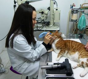 Centro Médico Veterinário - Silvia Bello photo 1