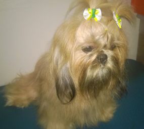 Banho e Tosa - Bellalady photo 2