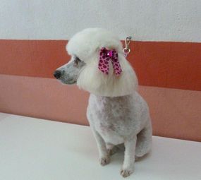 Quatro Patas Boutique photo 1