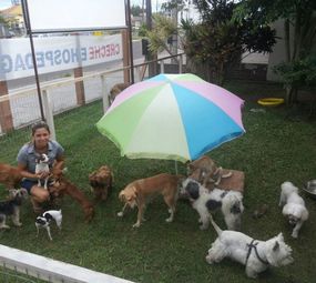 Pet Creche Espaço da Alegria - Cães Momento Recreação