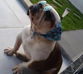 Bicho Lindo Estética Animal