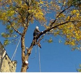 AMBIENTAL, PODAS E REMOÇÕES