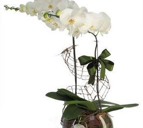 Arquitetura das Flores photo 2