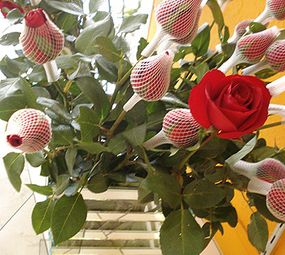 Floricultura Juvevê photo 2