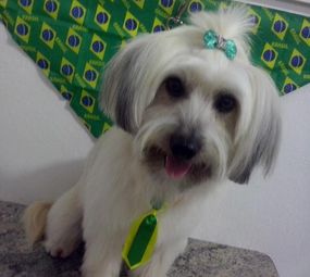 Pet Shop Boutique Canina photo 1